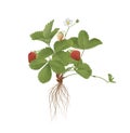 Bush of strawberry. 3D illustration Royalty Free Stock Photo